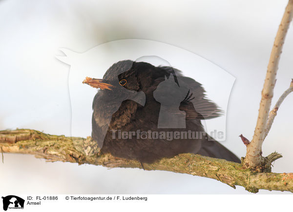 Amsel / common blackbird / FL-01886