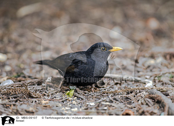 Amsel / common blackbird / MBS-09107