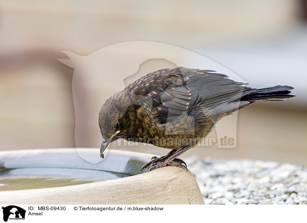 Amsel / common blackbird / MBS-09430