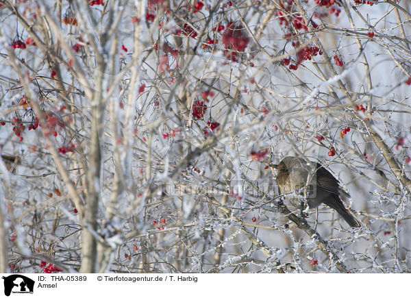 Amsel / common blackbird / THA-05389