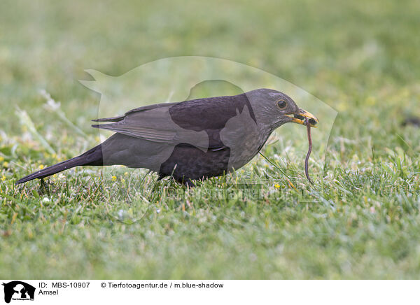 Amsel / common blackbird / MBS-10907