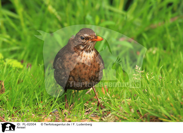 Amsel / common blackbird / FL-02004