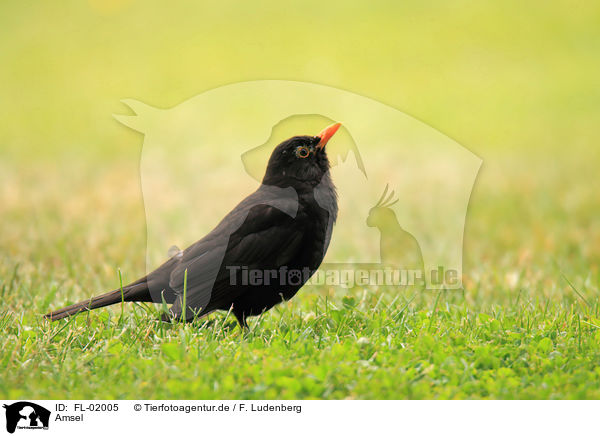 Amsel / common blackbird / FL-02005