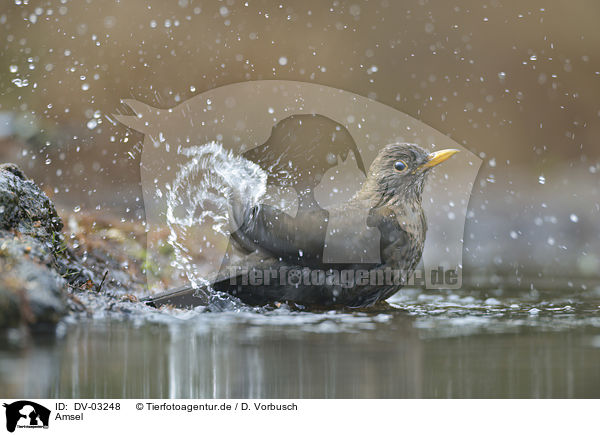 Amsel / DV-03248