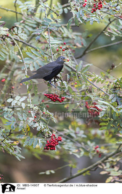 Amsel / MBS-14907
