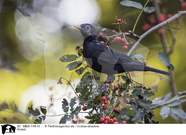 Amsel / MBS-14910