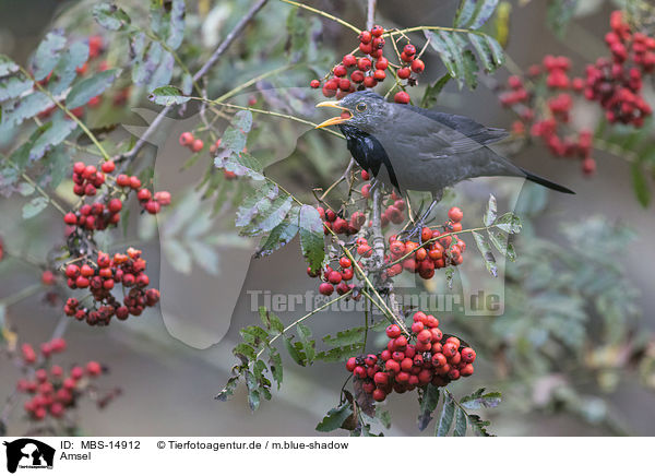 Amsel / MBS-14912