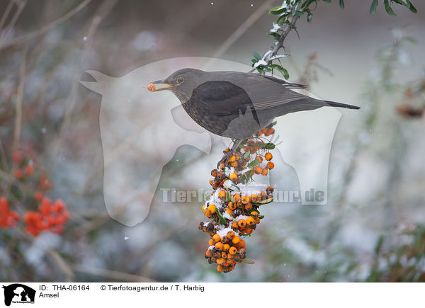 Amsel / THA-06164