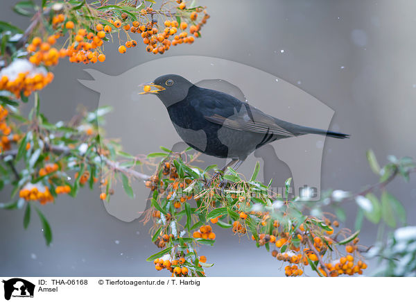 Amsel / THA-06168