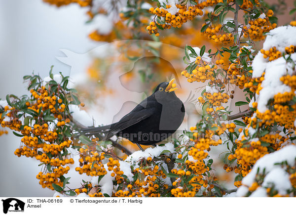 Amsel / THA-06169
