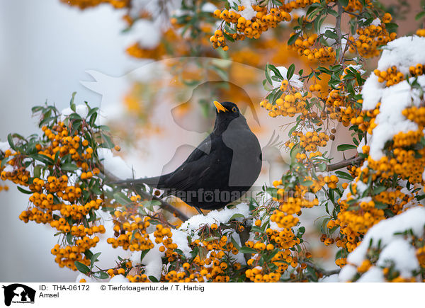 Amsel / THA-06172