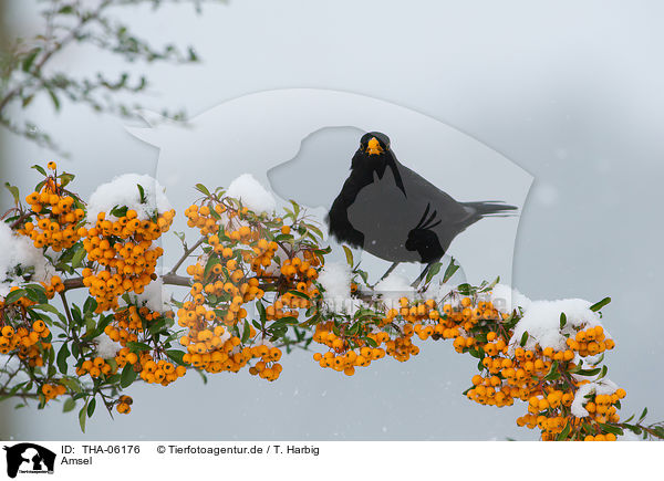 Amsel / common blackbird / THA-06176