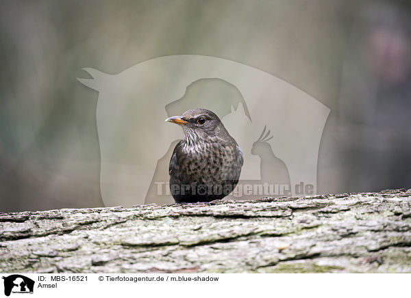 Amsel / common blackbird / MBS-16521