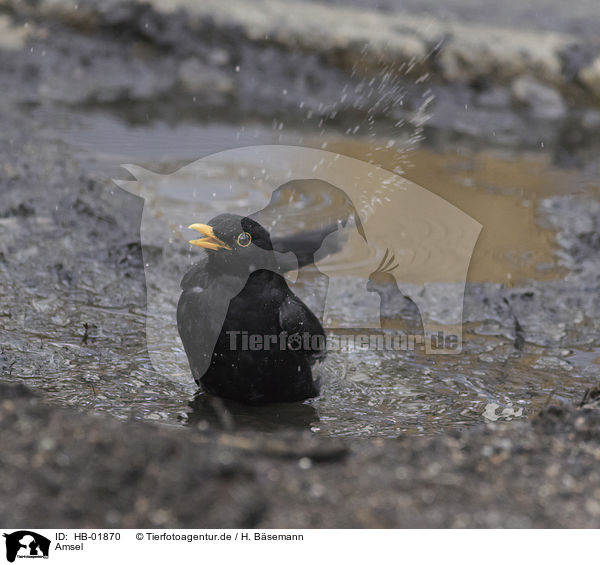Amsel / common blackbird / HB-01870