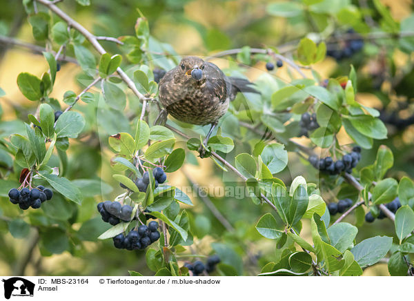 Amsel / MBS-23164