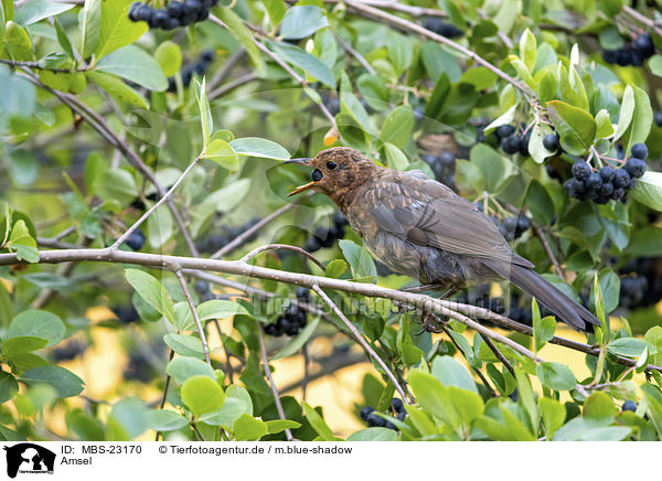 Amsel / MBS-23170