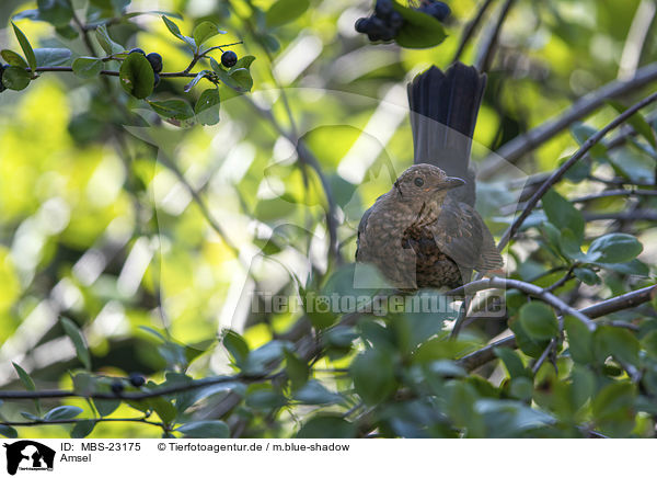 Amsel / MBS-23175