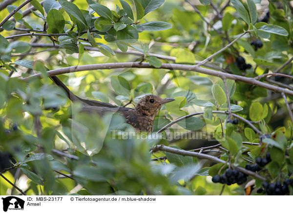 Amsel / MBS-23177