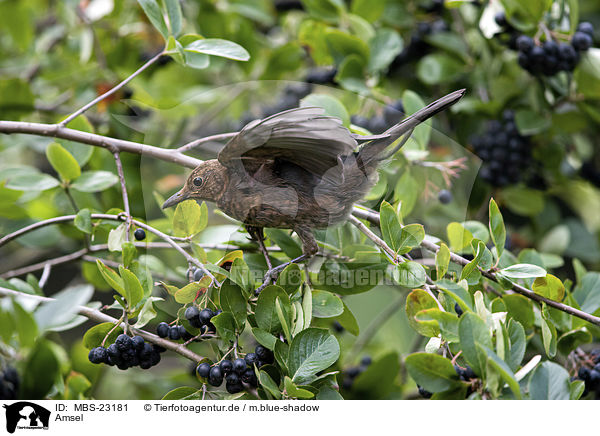 Amsel / MBS-23181