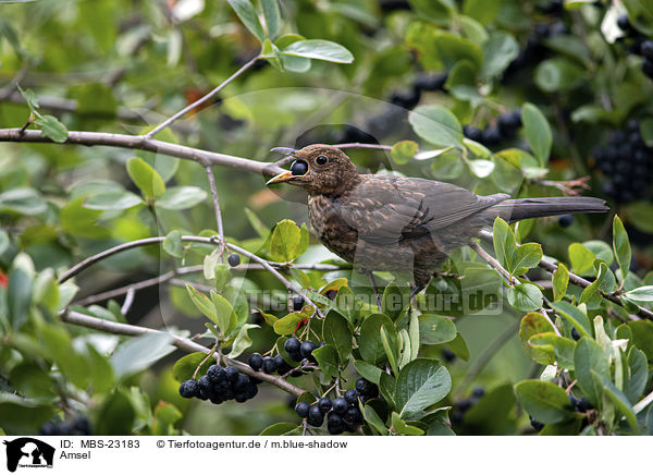 Amsel / common blackbird / MBS-23183