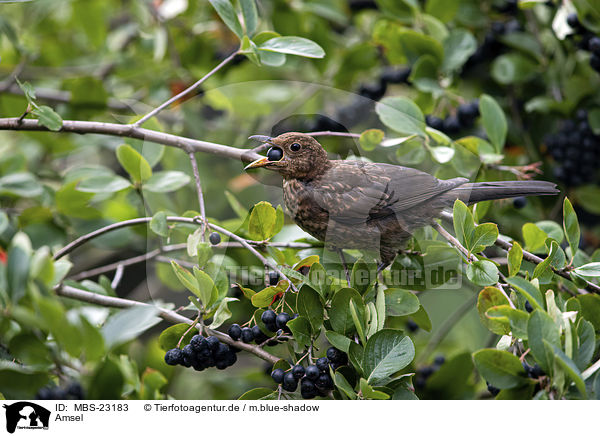 Amsel / MBS-23183