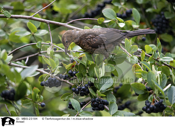 Amsel / common blackbird / MBS-23184