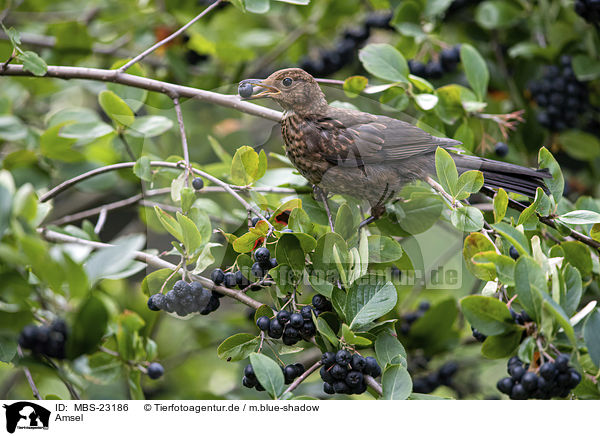 Amsel / MBS-23186