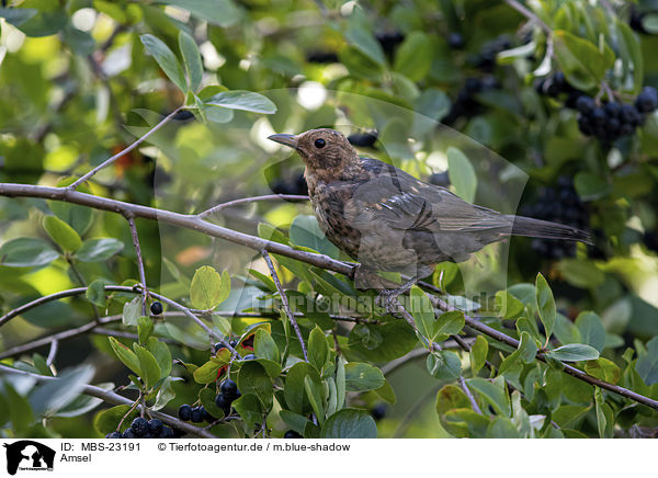 Amsel / common blackbird / MBS-23191