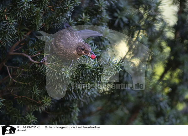 Amsel / common blackbird / MBS-23193