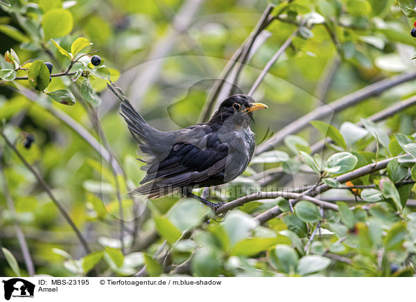 Amsel / MBS-23195