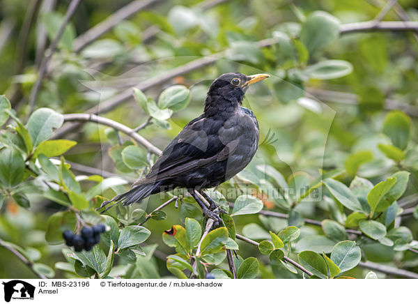 Amsel / common blackbird / MBS-23196