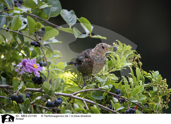 Amsel / MBS-23199