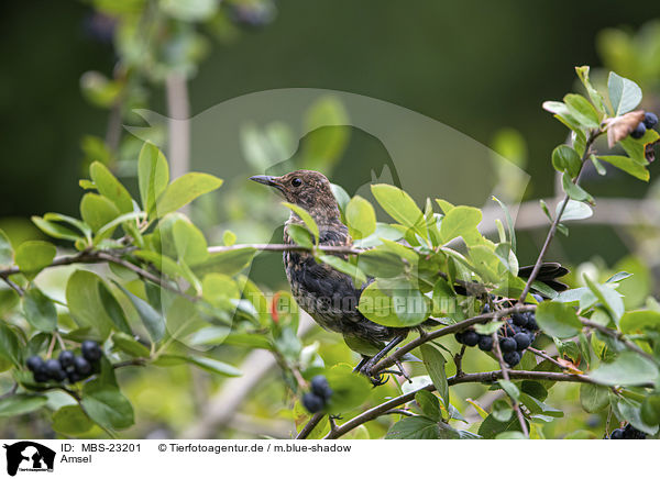 Amsel / MBS-23201