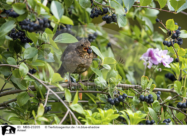 Amsel / common blackbird / MBS-23205