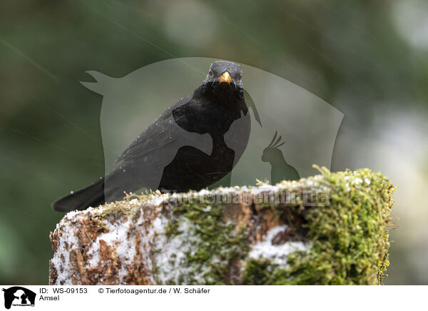 Amsel / common blackbird / WS-09153