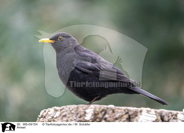 Amsel / WS-09154