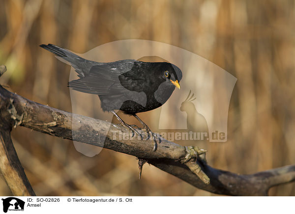 Amsel / common blackbird / SO-02826