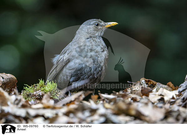 Amsel / common blackbird / WS-09760