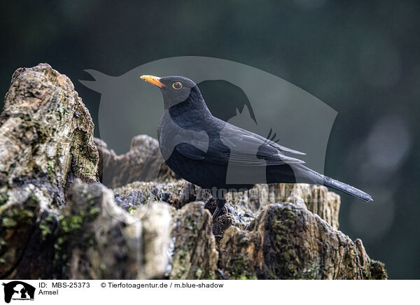 Amsel / Eurasian Blackbird / MBS-25373
