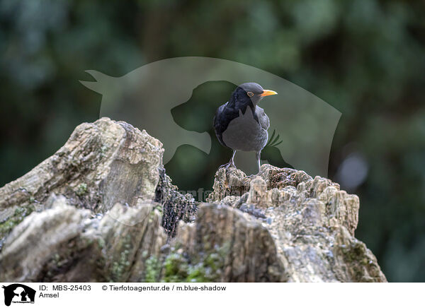 Amsel / Eurasian Blackbird / MBS-25403