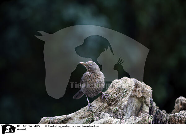 Amsel / Eurasian Blackbird / MBS-25405