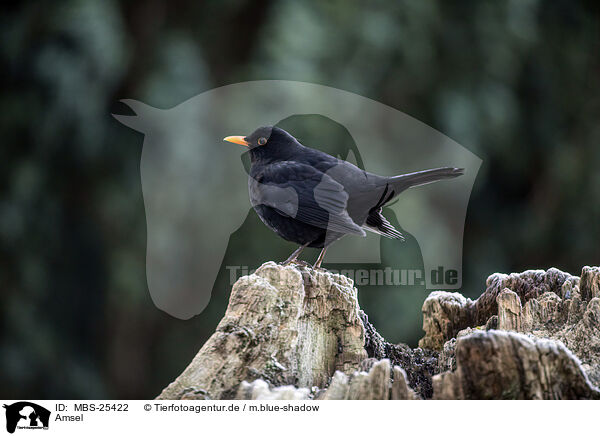 Amsel / Eurasian Blackbird / MBS-25422