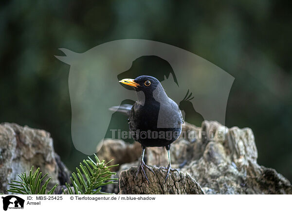 Amsel / Eurasian Blackbird / MBS-25425