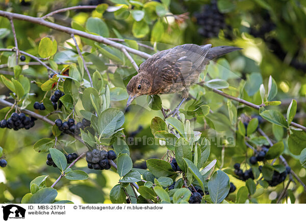 weibliche Amsel / MBS-25701