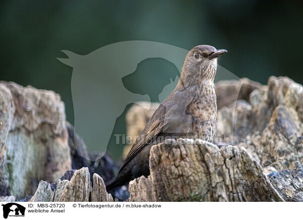 weibliche Amsel / female blackbird / MBS-25720