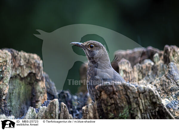 weibliche Amsel / female blackbird / MBS-25723