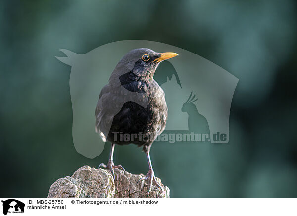mnnliche Amsel / male blackbird / MBS-25750