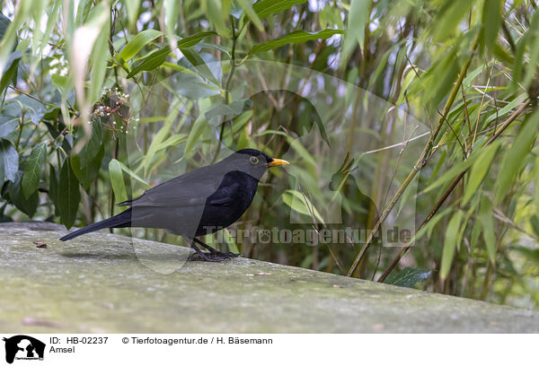 Amsel / common blackbird / HB-02237