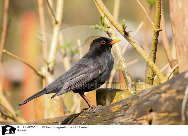 Amsel / HL-02518