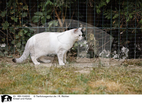 Amsel und Katze / common blackbird and cat / RR-104600